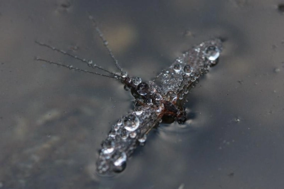 Fallen angel Fallen angel