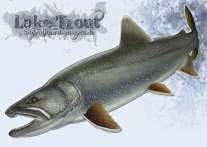 Lake trout Lake trout