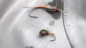 An odd couple An odd couple