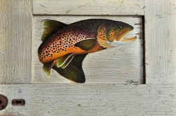 Brown trout Brown trout