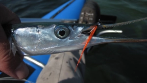 Not much meat Not much meat