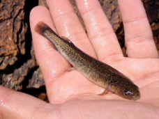 Galaxis maculatus AKA Puyen grande Galaxis maculatus AKA Puyen grande