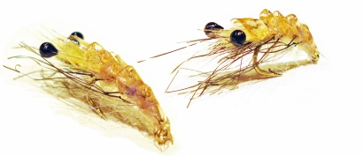 Tan Must Shrimp Tan Must Shrimp