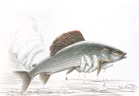 Grayling Grayling