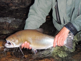 Brook trout Brook trout