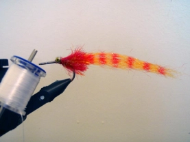 Tiger baitfish Tiger baitfish