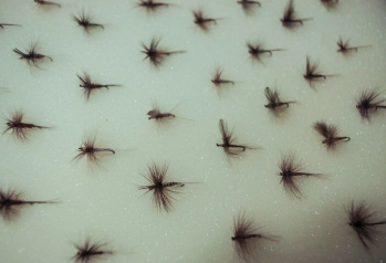 A closeup of the flies A closeup of the flies