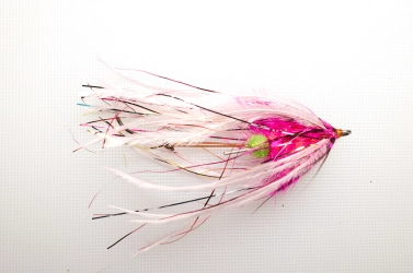 Fish Taco Pink Fish Taco Pink