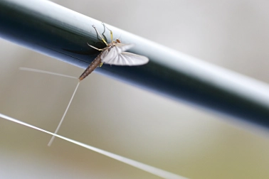Small olive mayfly Small olive mayfly