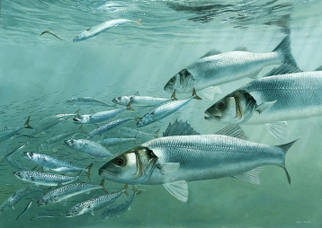 Bass and Mackerel Bass and Mackerel