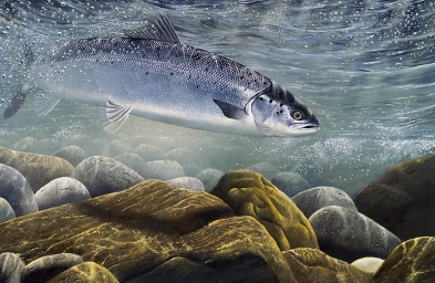 Fresh off the Tide Fresh off the Tide