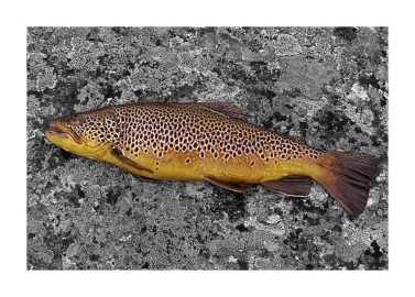 Brown trout Brown trout