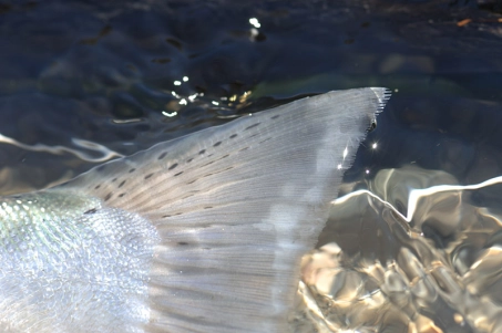 Tip of a tail Tip of a tail