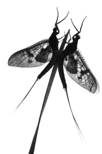 May flies May flies