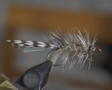 Magnus variant Magnus variant