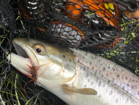 Autumn fish Autumn fish