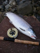 Piggy Success Piggy Success