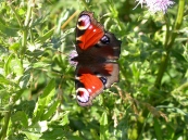 Peacock eye Peacock eye