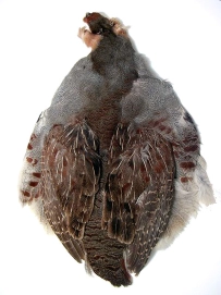Partridge Partridge