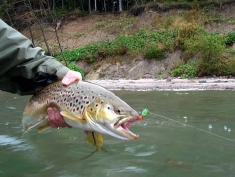 Terror regime Terror regime