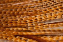 Ginger cree Ginger cree