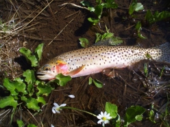 Power packed mighty mite! Power packed mighty mite!