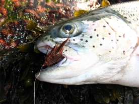 A small rainbow A small rainbow