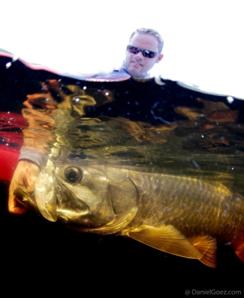 The release The release