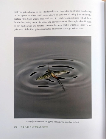 Vulnerable mayfly Vulnerable mayfly