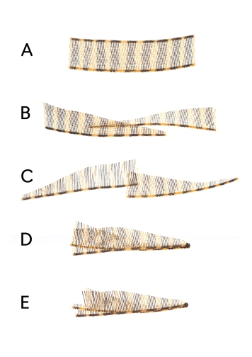 Making the tail Making the tail