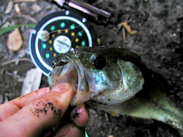 Caught on a tungsten head buzzer Caught on a tungsten head buzzer
