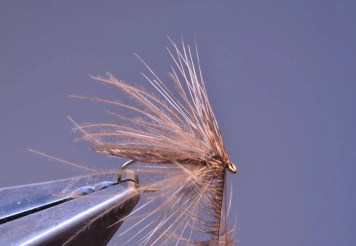 Step 12 - second hackle wrapped Step 12 - second hackle wrapped