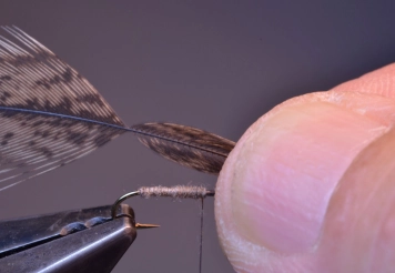 Step 2 - wing feather Step 2 - wing feather