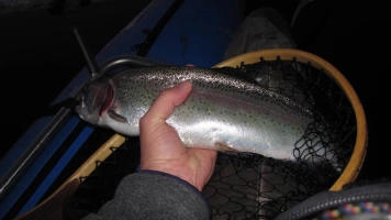 CDC & Elk fish CDC & Elk fish