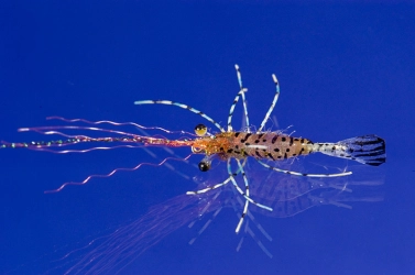 Shrimp top Shrimp top