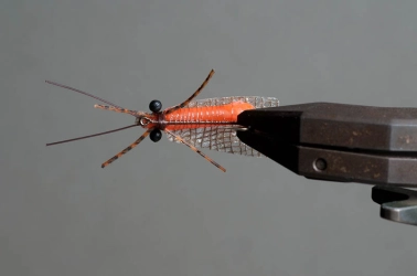 October Caddis, ventral view October Caddis, ventral view