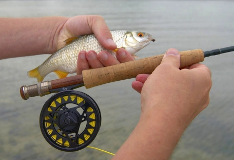 A humble roach from the ocean A humble roach from the ocean