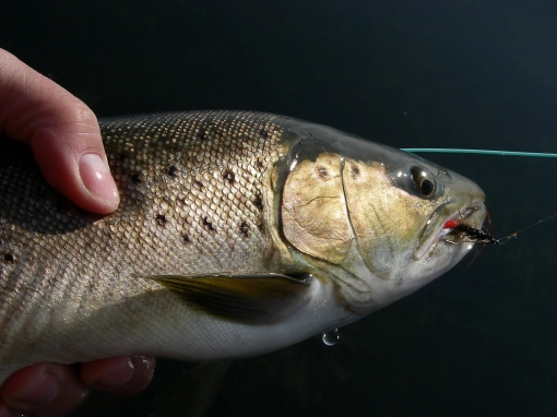 Early spring fish on a Red Tag Early spring fish on a Red Tag