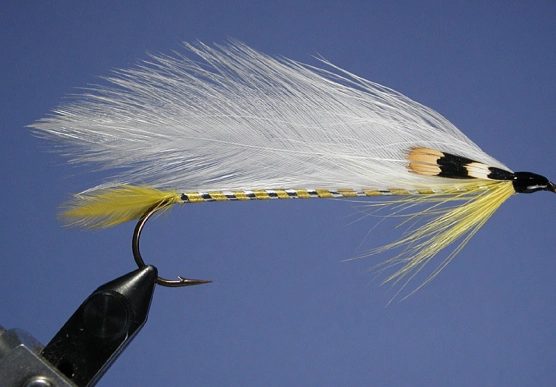 Silver Salmon Silver Salmon