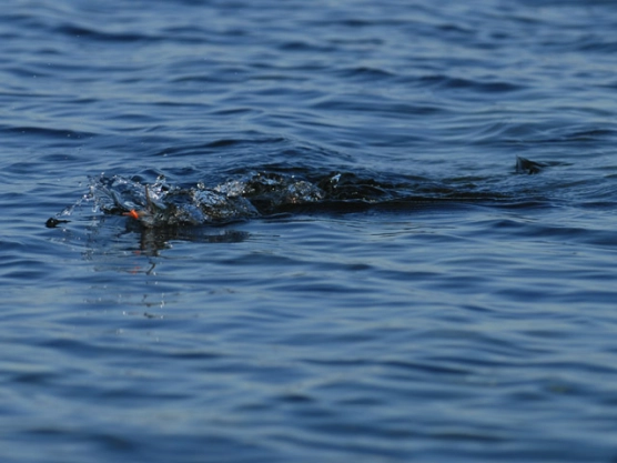 Surface strike Surface strike