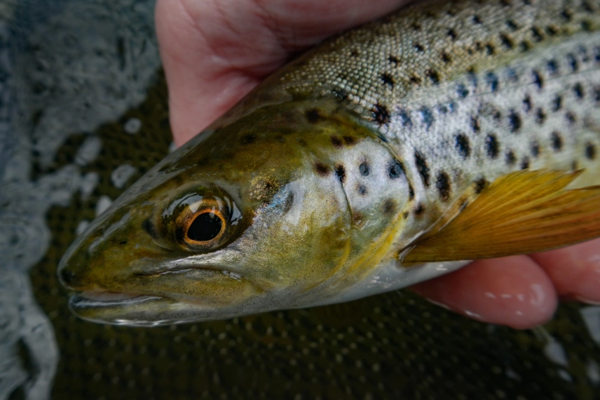Canyon trout Canyon trout