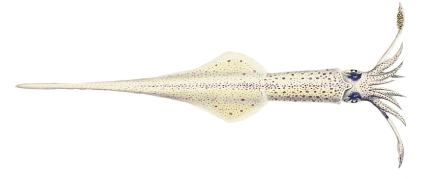 Alloteuthis subulata Alloteuthis subulata