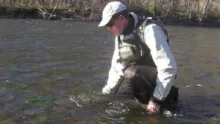 Video thumb for Great Lakes Steelhead November 2010
