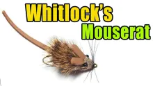 Video thumb for Mouse Rat