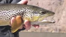 Video thumb for Montana