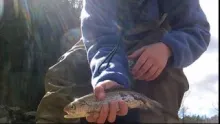 Video thumb for Wilson Creek Spring Fly Fishing