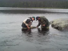 User submitted picture: Free Landlocked Salmon