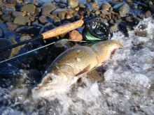 User submitted picture: A nice brook trout caught...