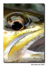 User submitted picture: The eye of trout from  th...