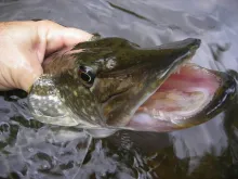 User submitted picture: angry's pike